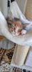 Maine Coon
